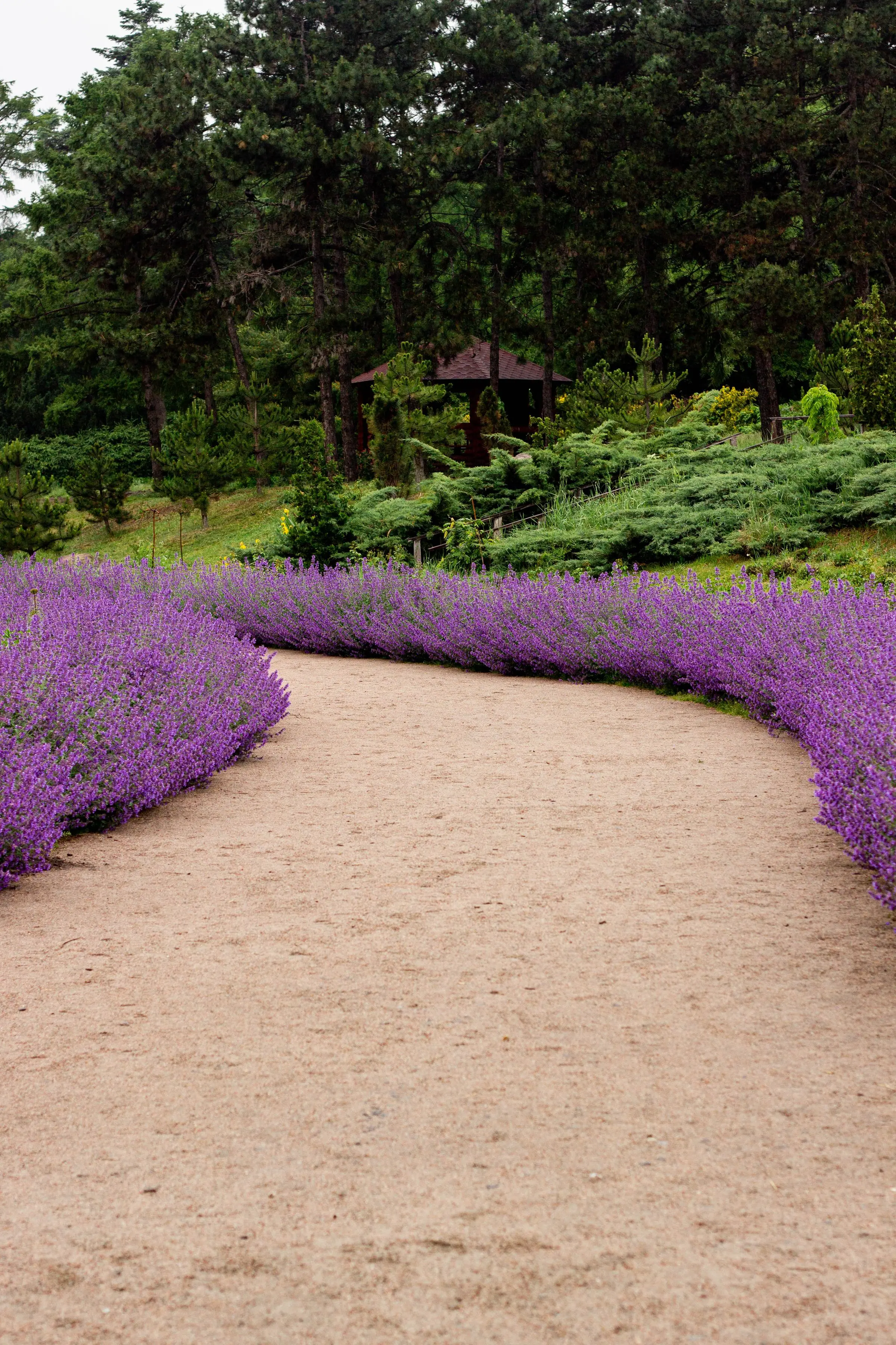 Vialetto in terra battuta bordato di lavanda in fiore, all'ombra degli alberi