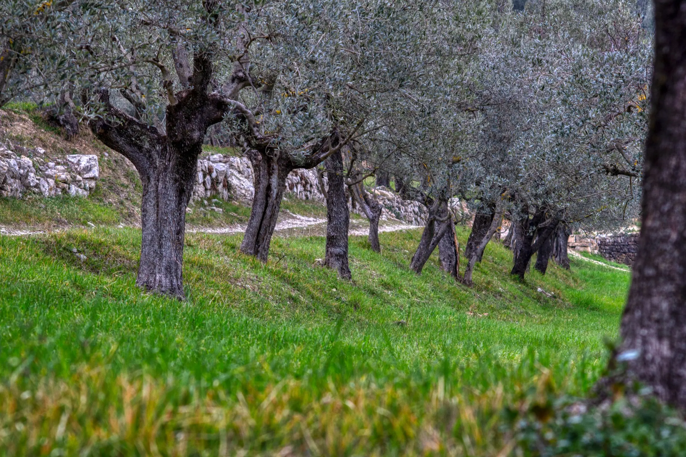 Uliveto su fasce sostenute da muretti a secco in pietra chiara, con il prato sotto gli alberi