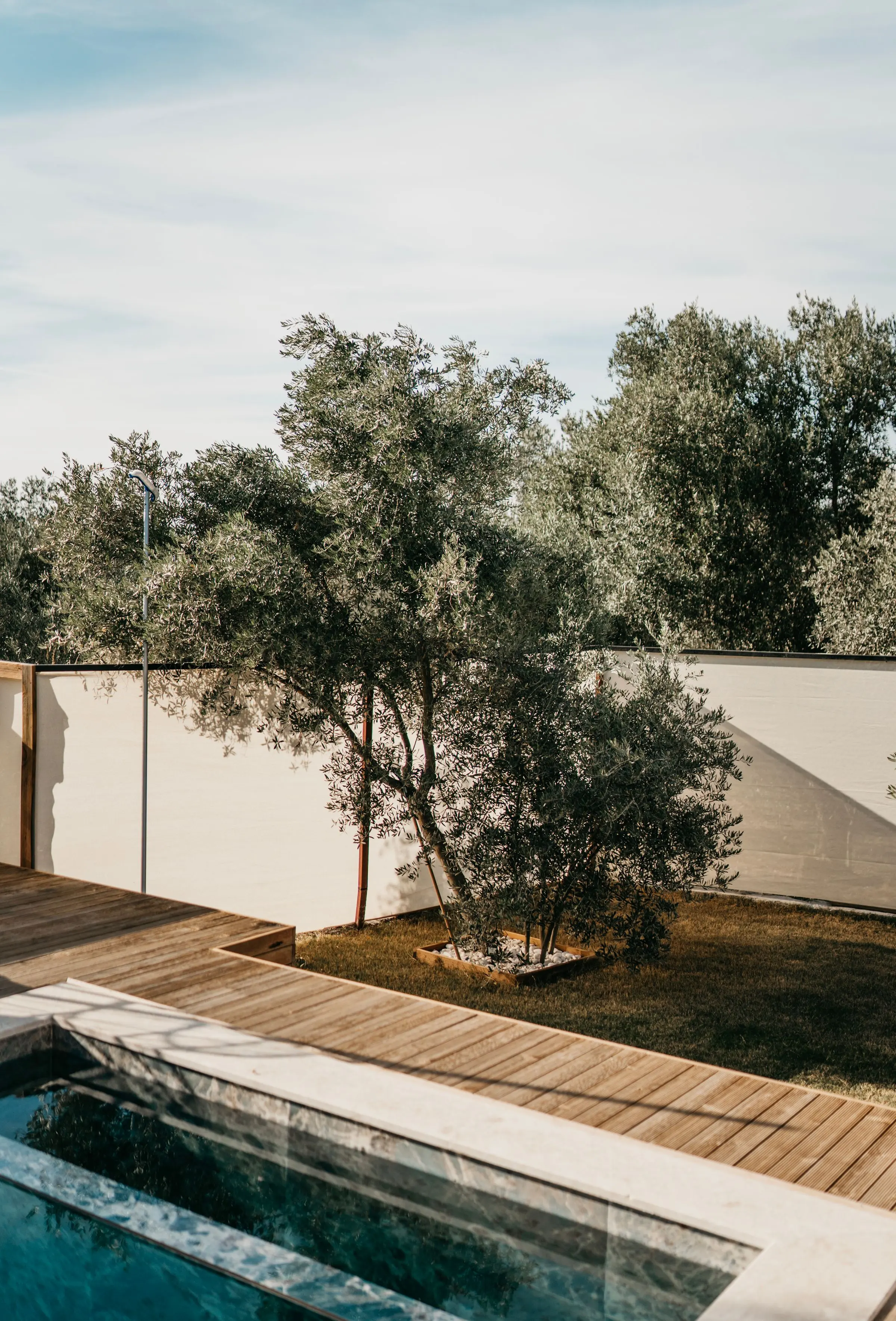 Ulivi davanti a un alto muro bianco, una piscina stretta e una pedana in legno al sole